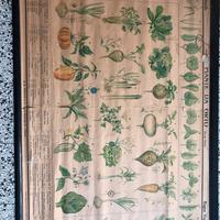 Carte botaniche telate