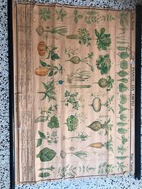 Carte botaniche telate