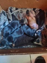 Cuccioli pincer