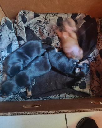 Cuccioli pincer