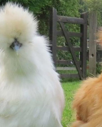 Galline