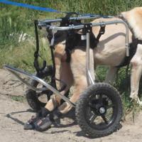 Carrellino cane disabile