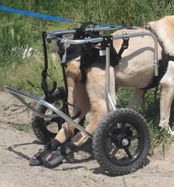 Carrellino cane disabile