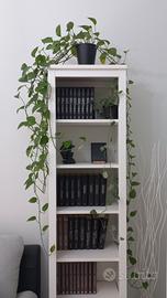 Epipremnum Golden Pothos 