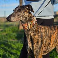 Terry galgo allegro