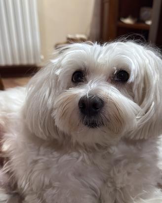 Maltese maschio per accoppiamento