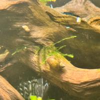 Kit Lumache Physa, Salvinia Minima, Lemna Minor