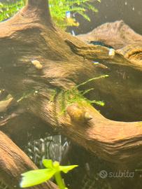 Kit Lumache Physa, Salvinia Minima, Lemna Minor