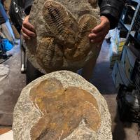 Fossile originale di trilobiti – lastra completa