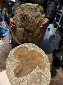 Fossile originale di trilobiti – lastra completa