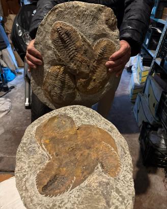 Fossile originale di trilobiti – lastra completa