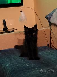  Maine coon 
