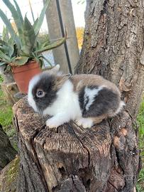 Conigli nani testa di leone