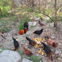 Galli e galline nane americanine nanette rustiche