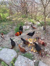 Galli e galline nane americanine nanette rustiche