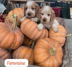 Cuccioli cocker spaniel