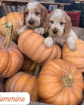 Cuccioli cocker spaniel