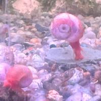 Lumache Rosse "planorbarius red" per acquario