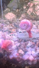 Lumache Rosse "planorbarius red" per acquario