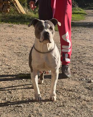 American Bully femmina