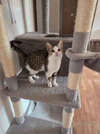 Gattina