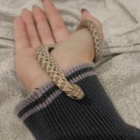 Serpente H. Nasicus femmina axanthic het albino