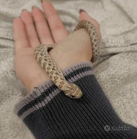 Serpente H. Nasicus femmina axanthic het albino
