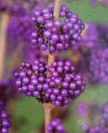 Bonsai Callicarpa iapponica spedizione gratuita