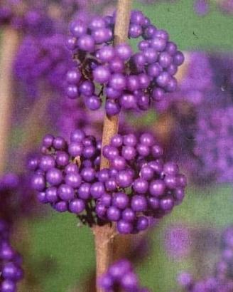 Bonsai Callicarpa iapponica spedizione gratuita