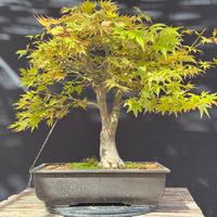 Acero palmato bonsai (VENDUTO)