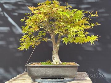Acero palmato bonsai (VENDUTO)