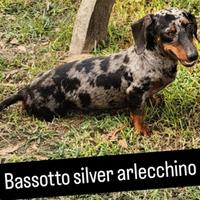 Bassotto femmina di 16 mesi arlecchino silver