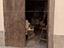 Immagine 17