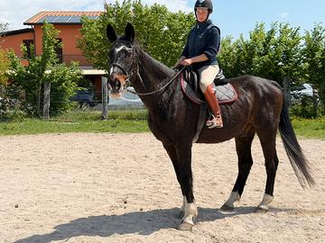 Cavallo per ippoterapia