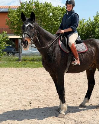 Cavallo per ippoterapia