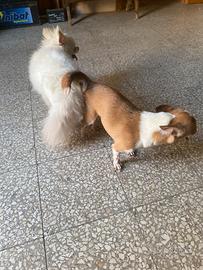 Chihuahua