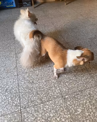 Chihuahua