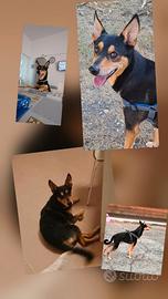 Cagnolino 5 anni, taglia media