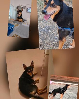 Cagnolino 5 anni, taglia media