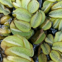 Piante acquatiche