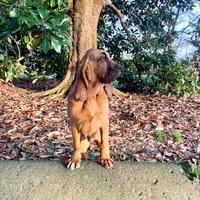 Cuccioli di Bloodhound