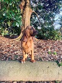 Cuccioli di Bloodhound