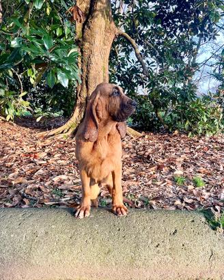 Cuccioli di Bloodhound