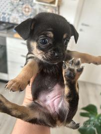 Chihuahua toy