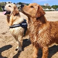 Cuccioli di golden retriever