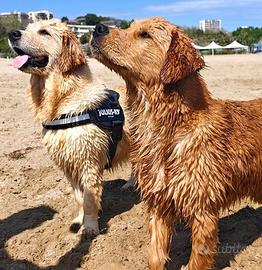 Cuccioli di golden retriever