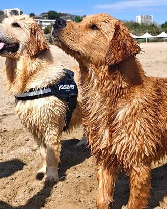Cuccioli di golden retriever
