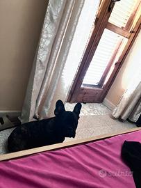 Cucciolo bulldog francese
