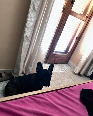 Cucciolo bulldog francese