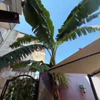 PIANTE BANANE